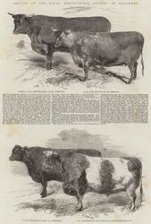 Treffen der Royal Agricultural Society in Salisbury